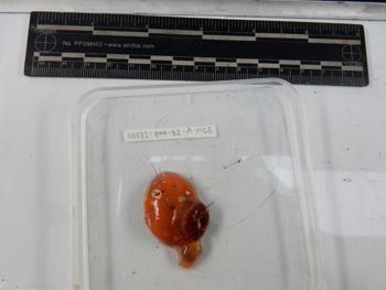 Media type: image;   Invertebrate Zoology 139216